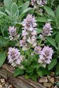 Salvia Euphoria – pale lilac flower spikes above soft grey-green leaves by a timber edge