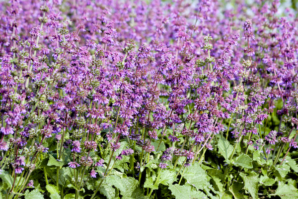 Salvia Purple Fairy Tale – mass of violet-purple flower spikes above green leaves