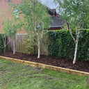 A garden bed edged with a wooden plank features young birch trees planted in Dandy's Topsoil & Landscape Supplies Landscaping Garden Bark Mulch, set before a tall ivy-clad fence with houses in the background.