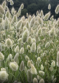 Bunny Tails (Lagurus ovatus) – a mass of fluffy cream seed heads