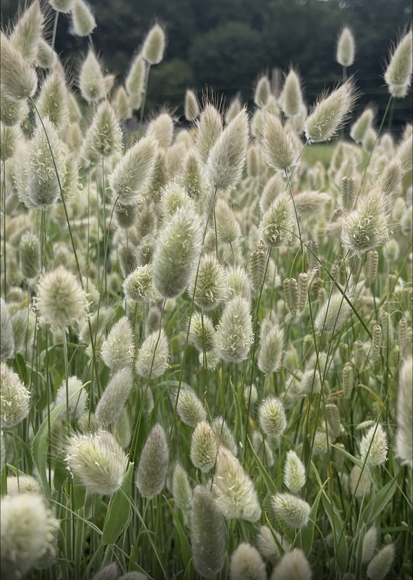 Bunny Tails - Lagurus Ovatus