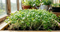 Rocket Sprouting microgreens – dense light green shoots in soil in a wooden tray
