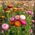 Strawflower Swiss Giant Mix