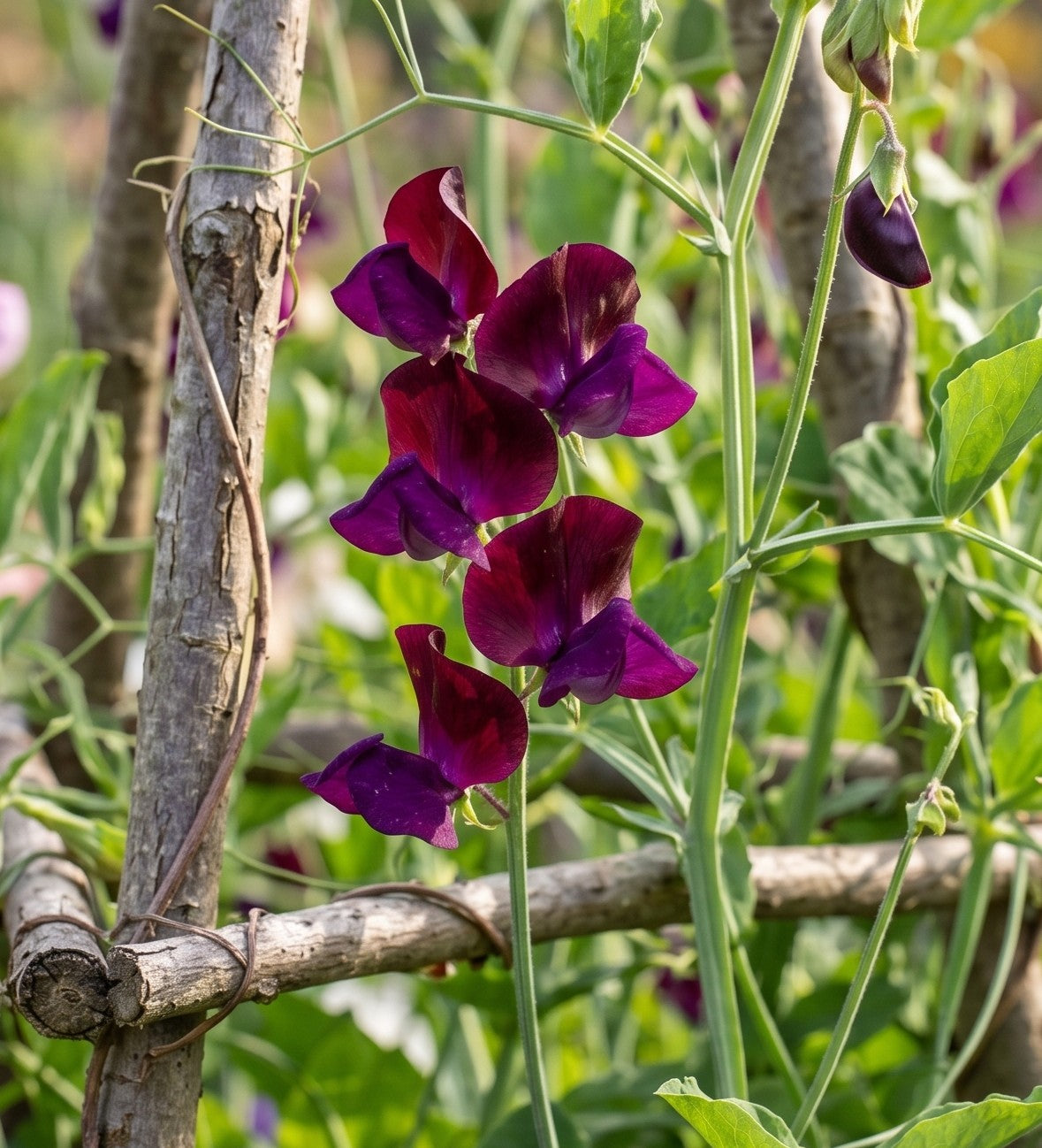 Sweet Pea Black Knight (Lathyrus odoratus) – deep maroon-purple flowers climbing a hazel support