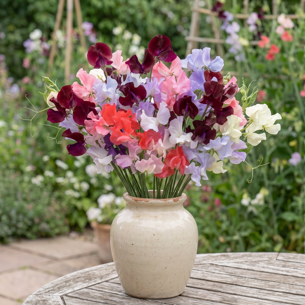 Sweet Pea Show Bench Mix – dark red, pink, lilac and white blooms in a cream pot on a garden table