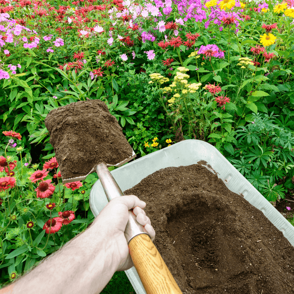 A person holds a shovel of Dandy's Topsoil & Landscape Supplies' Topsoil Welsh Bordermix® over a wheelbarrow, ready to tend a garden filled with vibrant red, pink, and yellow flowers.