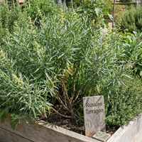 A raised garden bed with lush green herbs features Tarragon Russian from Bishy Barnabees Cottage Garden, marked by a wooden sign. Its aromatic leaves stand out against gravel paths and other garden beds in the background.