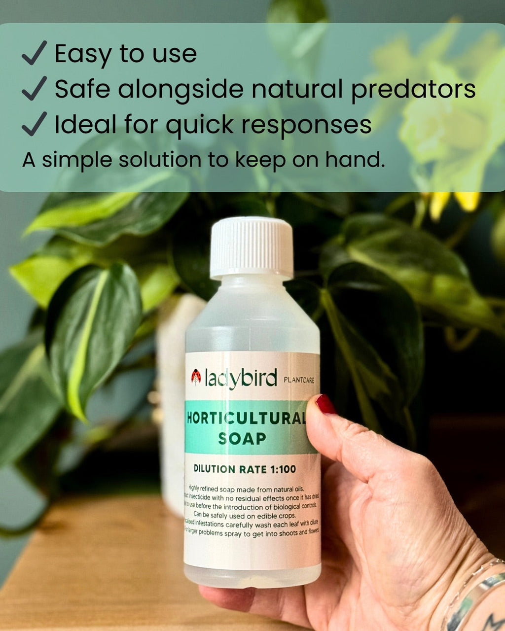 A hand holds a Horticultural Soap bottle from ladybirdplantcare.co.uk by a leafy plant. Text shows it's easy to use, made with natural oils for contact insect control, and safe for beneficial insects—perfect for fast plant care.