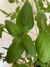 Close-up of Bishy Barnabees Cottage Garden Ltd's Basil Thai Large Leaf, highlighting its fresh green leaves, detailed veins, and soft edges against a blurred background that emphasizes each leaf’s natural border-radius.
