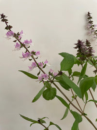 A sprig of Basil Thai Large Leaf by Bishy Barnabees Cottage Garden Ltd, featuring purple-green stems, bright green leaves, and small pale pink and white flowers set against a plain light background with soft rounded edges.