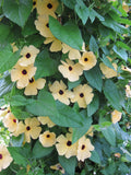 Thunbergia Amber Eyes (Thunbergia alata) – pale apricot flowers with dark eyes among green leaves