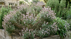 Thyme Common growing in a wooden-edged garden bed in front of a stone house