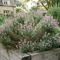 A lush garden bed featuring Bishy Barnabees Cottage Garden Thyme Common and vibrant greenery, bordered by rustic wooden planks, sits in front of a stone house and wall on a sunny day.