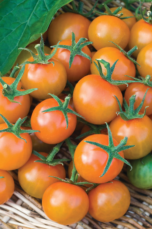 Tomato Sungold F1