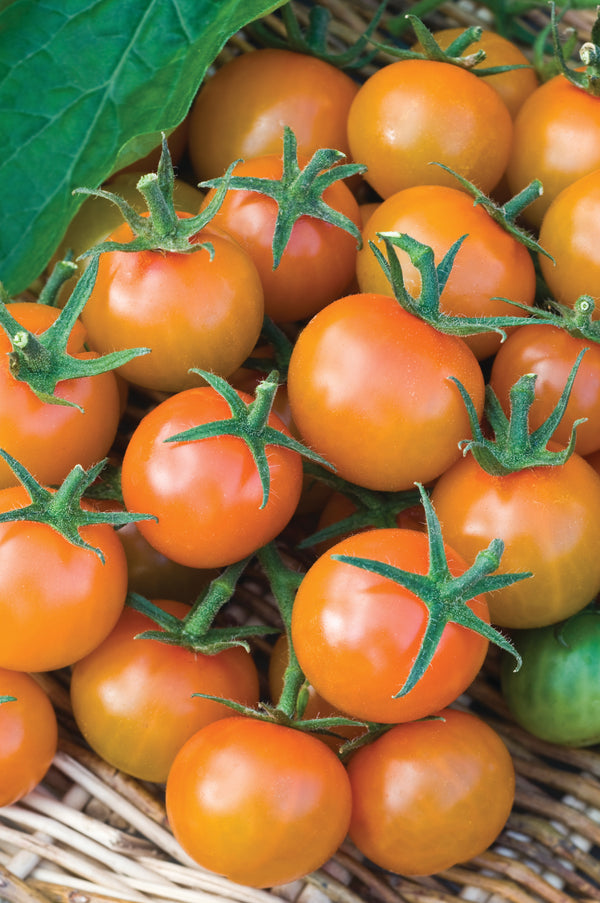 Tomato Sungold F1 – pile of ripe golden-orange cherry tomatoes in a basket