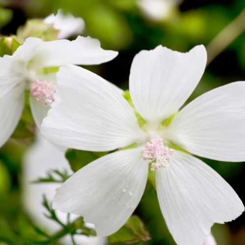 Close-up of two delicate Malva Alba flowers with pink centers and fine petals, set against a soft-focus green background—a charming addition from Bishy Barnabees Cottage Garden Ltd.