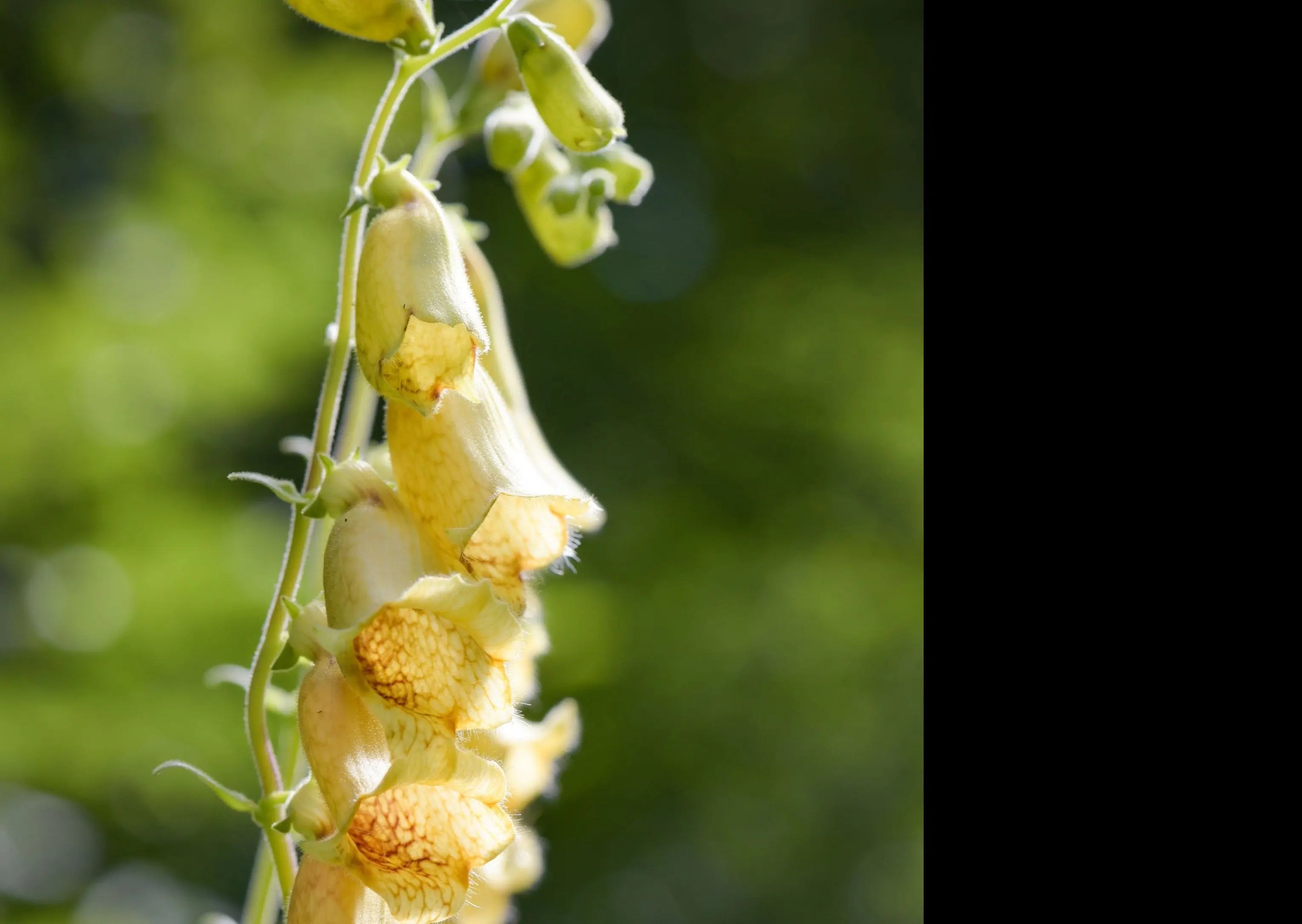 A close-up shows creamy-lemon bells of Foxglove Primrose Yellow by Bishy Barnabees Cottage Garden on a green stem, with sunlight highlighting the petals—ideal for cottage gardens. A black vertical bar is visible on the right side.