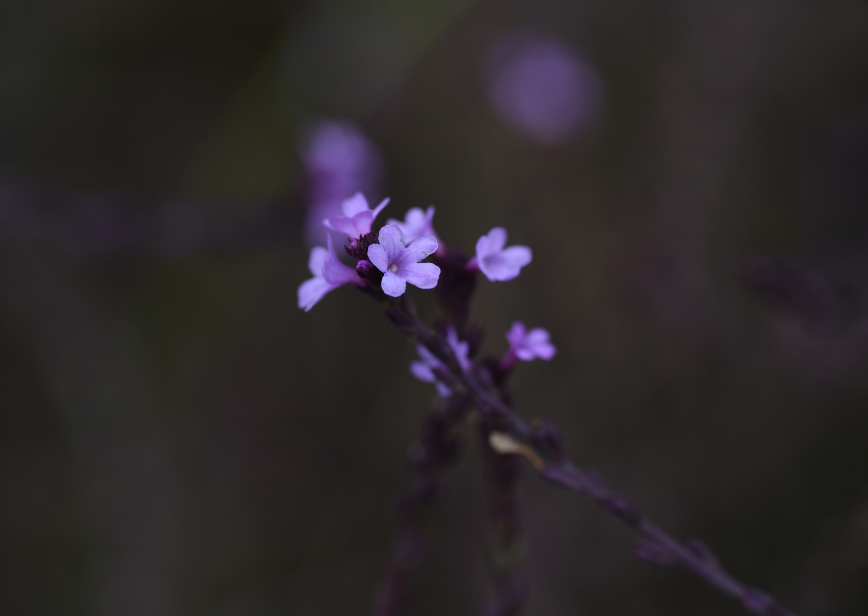 Verbena Bampton