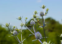 Eryngium (Sea Holly) by Bishy Barnabees Cottage Garden features tall, spiky wildflowers with pale blue and purple blooms on thin stems—an eye-catching, drought-tolerant perennial for your garden.