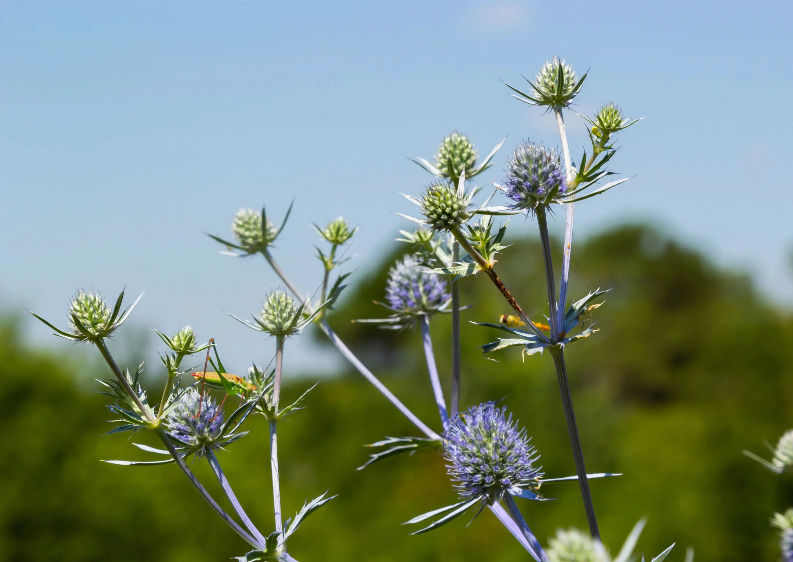 Eryngium (Sea Holly) by Bishy Barnabees Cottage Garden features tall, spiky wildflowers with pale blue and purple blooms on thin stems—an eye-catching, drought-tolerant perennial for your garden.