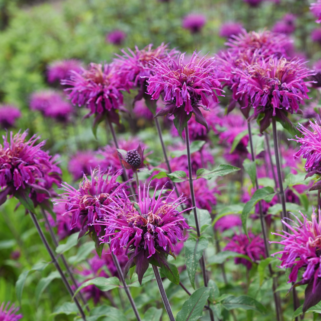 Monarda perennial plants blooming in a cottage garden border