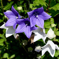 Platycodon Balloon Flower Mixed from Bishy Barnabees Cottage Garden Ltd features purple and white star-shaped blooms with striking veins among green foliage—ideal for perennial cottage gardens. Some buds remain unopened, adding interest to the display.