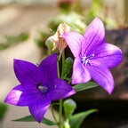 Bee visiting two Platycodon Balloon Flower Mixed blooms beside a bud