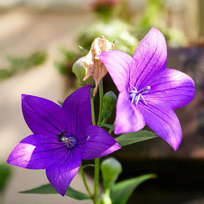Balloon Flower plants blooming in a garden border