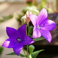 Two Platycodon Balloon Flower Mixed blooms from Bishy Barnabees Cottage Garden Ltd, with a bud and wilted flower in the background, glow in sunlight as a bee visits—a charming addition to any perennial cottage garden.