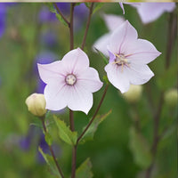 Two blooming Platycodon Balloon Flower Mixed from Bishy Barnabees Cottage Garden Ltd display star-shaped petals and veins, surrounded by green leaves and buds—an ideal choice for perennial cottage gardens with a charming touch.