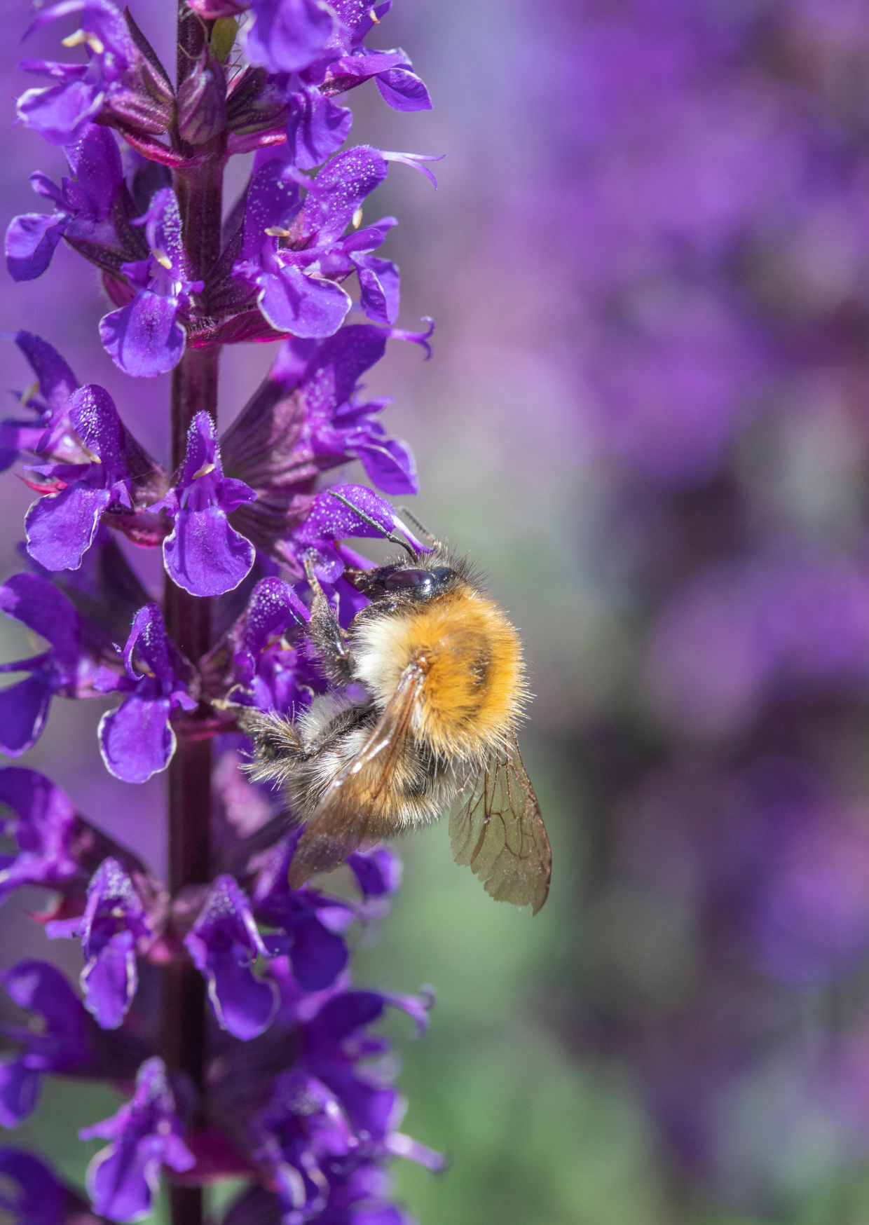 Salvia Violet Queen