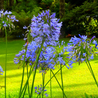 Tall Agapanthus Big Blue flower heads beside a lawn with trees behind