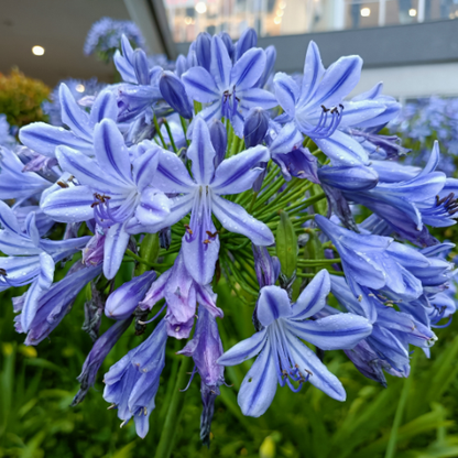 Agapanthus &