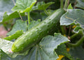A close-up of a Bishy Barnabees Cottage Garden Ltd Cucumber Marketmore 76 grows on the vine, its bumpy green skin and textured leaves creating a vivid natural scene.