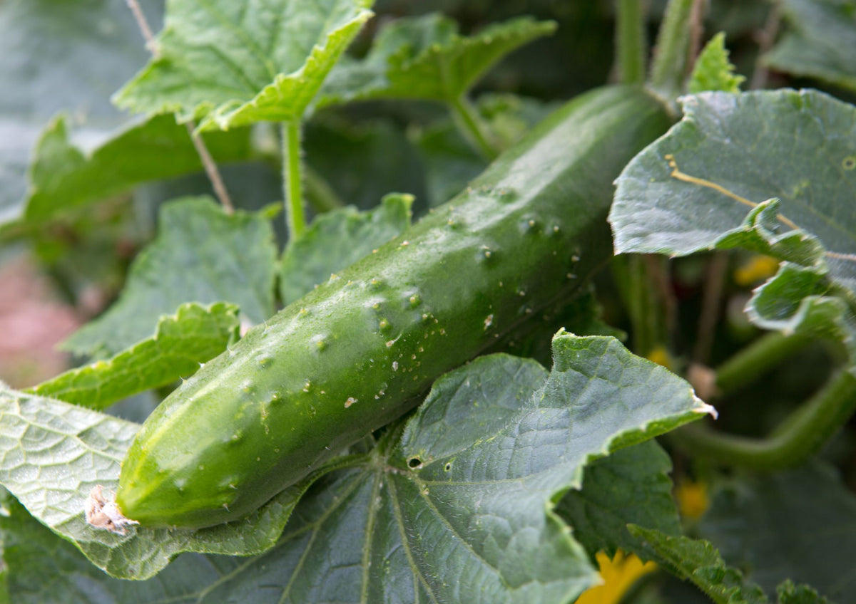 A close-up of a Bishy Barnabees Cottage Garden Ltd Cucumber Marketmore 76 grows on the vine, its bumpy green skin and textured leaves creating a vivid natural scene.