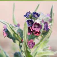 Close-up of Cynoglossum Officinale by Bishy Barnabees Cottage Garden Ltd, a native wildflower with clusters of small purple and pink bell-shaped flowers and elongated, fuzzy green leaves against a soft, blurred background.