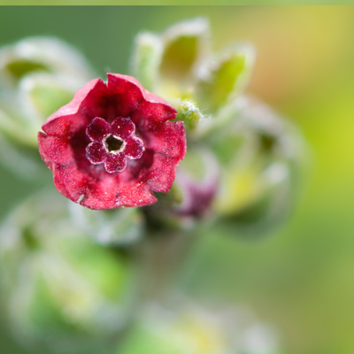 A close-up of Cynoglossum Officinale by Bishy Barnabees Cottage Garden Ltd: a small red wildflower with a dark center, surrounded by green foliage and buds in soft focus, creating a vibrant, dreamy, gothic garden vibe.