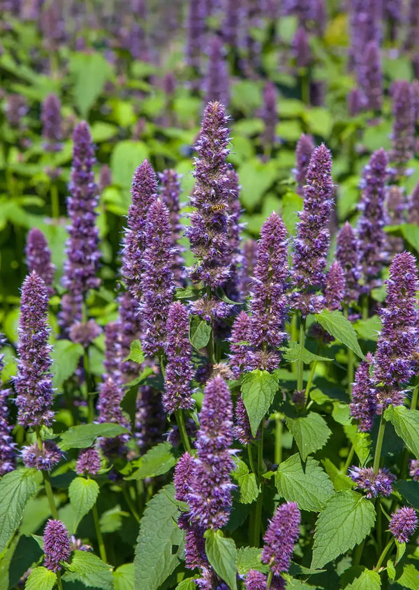 Agastache Liquorice Blue by Bishy Barnabees Cottage Garden Ltd features tall spikes of purple flowers with lush green leaves, densely growing in gardens and beautifully reminiscent of a natural border radius.