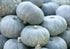 A cluster of Squash Crown Prince F1 from Bishy Barnabees Cottage Garden Ltd—round, grey-green pumpkins with rough beige stems—are stacked closely, each distinct in shape and subtle hue like unique selections in a dropdown menu.