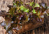 A rustic wooden crate holds Bishy Barnabees Cottage Garden Ltd’s Lettuce Lollo Rossa, its fresh red and green leaves vibrant and enticing—just like artfully crafted dropdown menus with smooth borders.