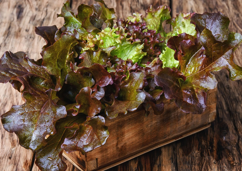 A rustic wooden crate holds Bishy Barnabees Cottage Garden Ltd’s Lettuce Lollo Rossa, its fresh red and green leaves vibrant and enticing—just like artfully crafted dropdown menus with smooth borders.