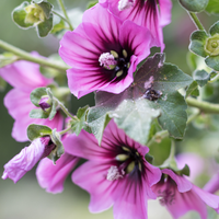 Close-up of Lavatera Arborea flowers by Bishy Barnabees Cottage Garden Ltd, showing vibrant purple blooms with dark centers, green leaves, and visible seeds. Fine details of petals and pollen stand out against a soft, blurred background.