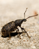 A close-up of a black and brown beetle on sand—perfect for illustrating how Vine Weevil Control Nematodes from ladybirdplantcare.co.uk offer effective, natural vine weevil management using biological control.