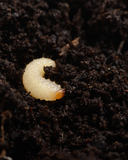 A white, C-shaped vine weevil grub with a brown head lies on moist soil. Often managed with Vine Weevil Control Nematodes from ladybirdplantcare.co.uk, this segmented larva is a common garden pest among soil particles.