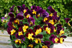 Viola Pot Pouri Mix – deep burgundy and yellow flowers in a trough