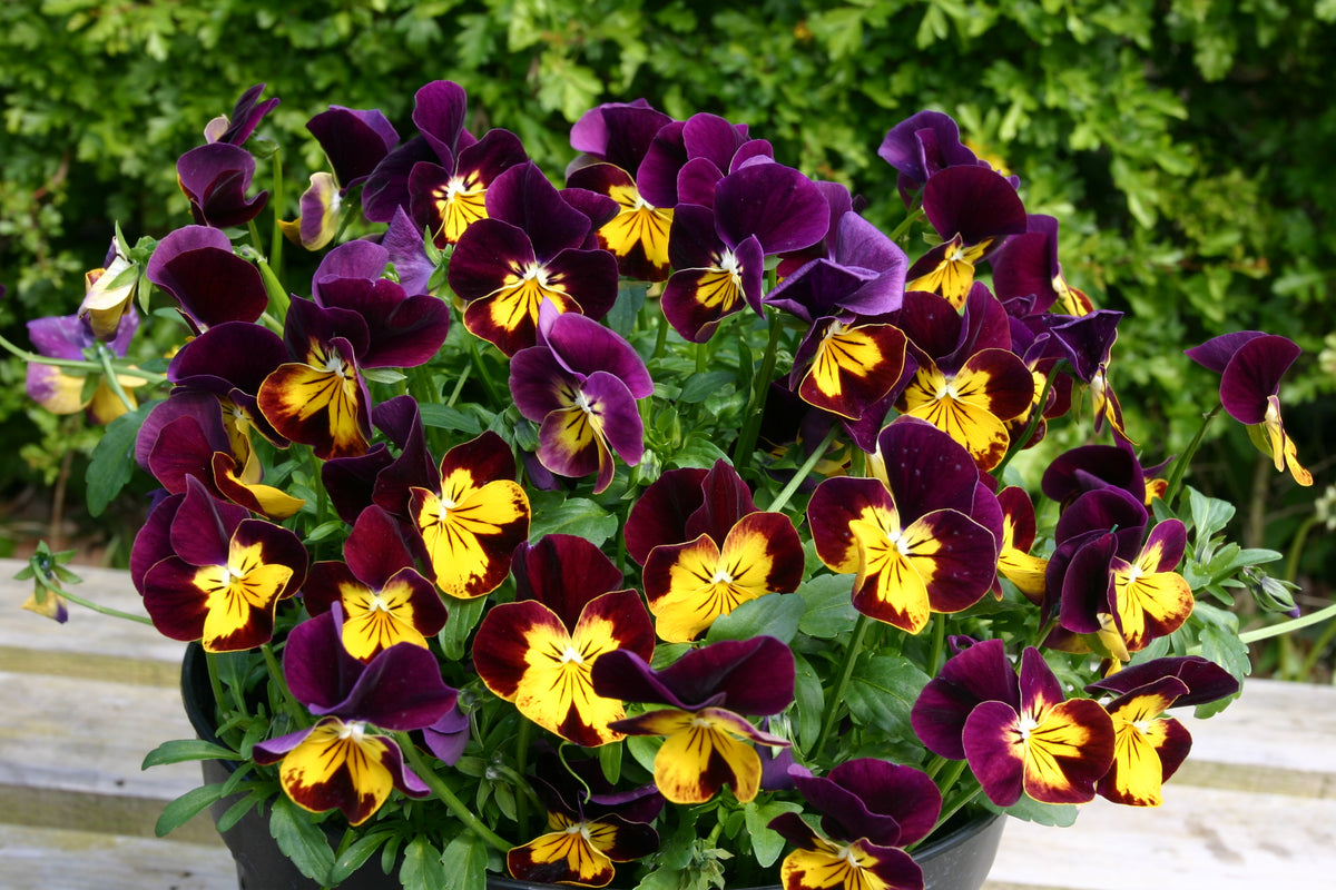 Viola Pot Pouri Mix – deep burgundy and yellow flowers in a trough