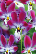 Viola Bunny Ears (Viola cornuta) – magenta and white flowers with long upright petals