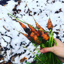 A hand holds freshly picked, dirt-covered carrots with green tops against a snowy backdrop—ideal for gardens nourished with Dandy's Topsoil & Landscape Supplies' Compost Wintermix Garden Mulch.