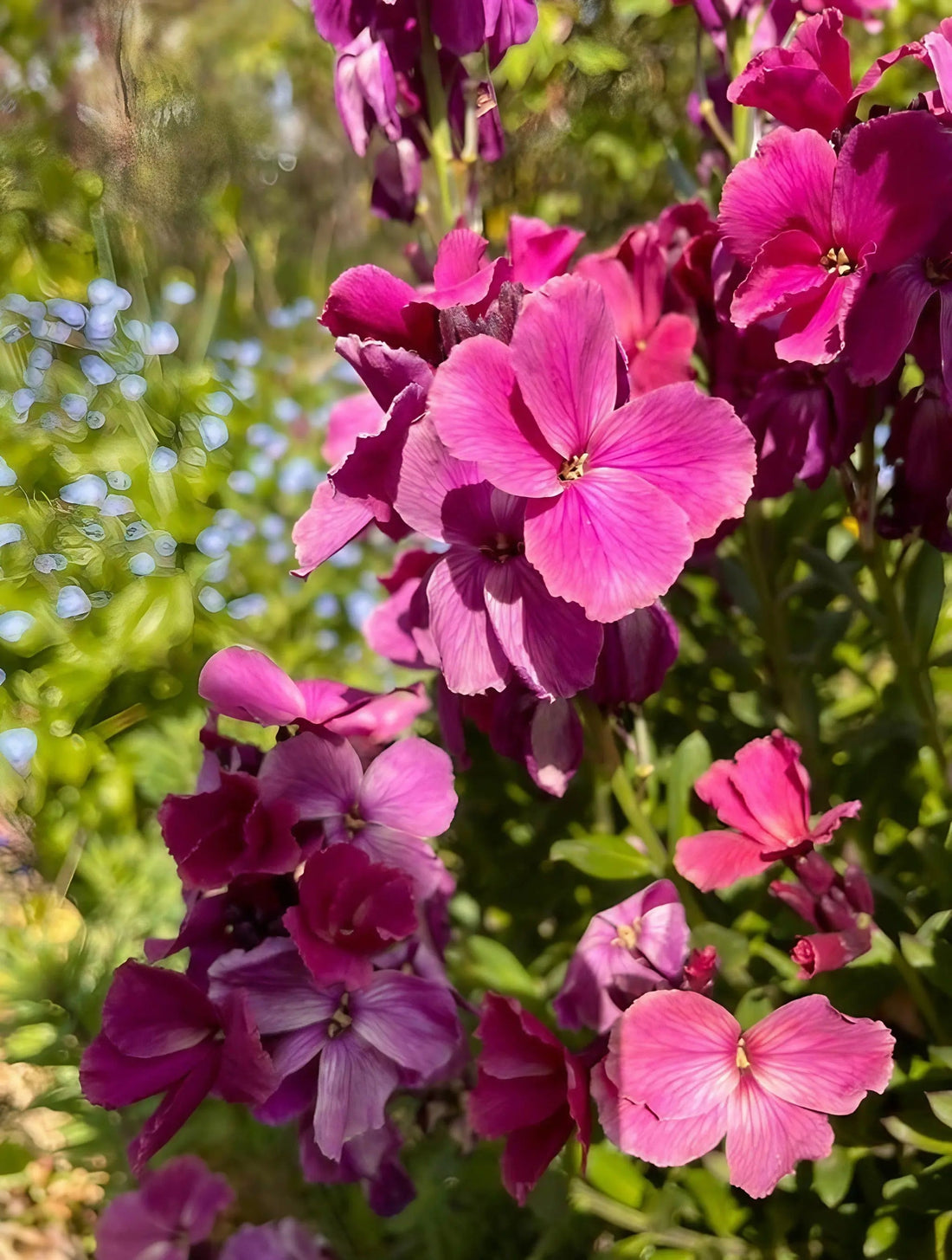 Clusters of vibrant magenta and pink Wallflower Ruby Gem flowers by Bishy Barnabees Cottage Garden bloom on green stems, surrounded by lush foliage and a sunlit blur of blue in the background.