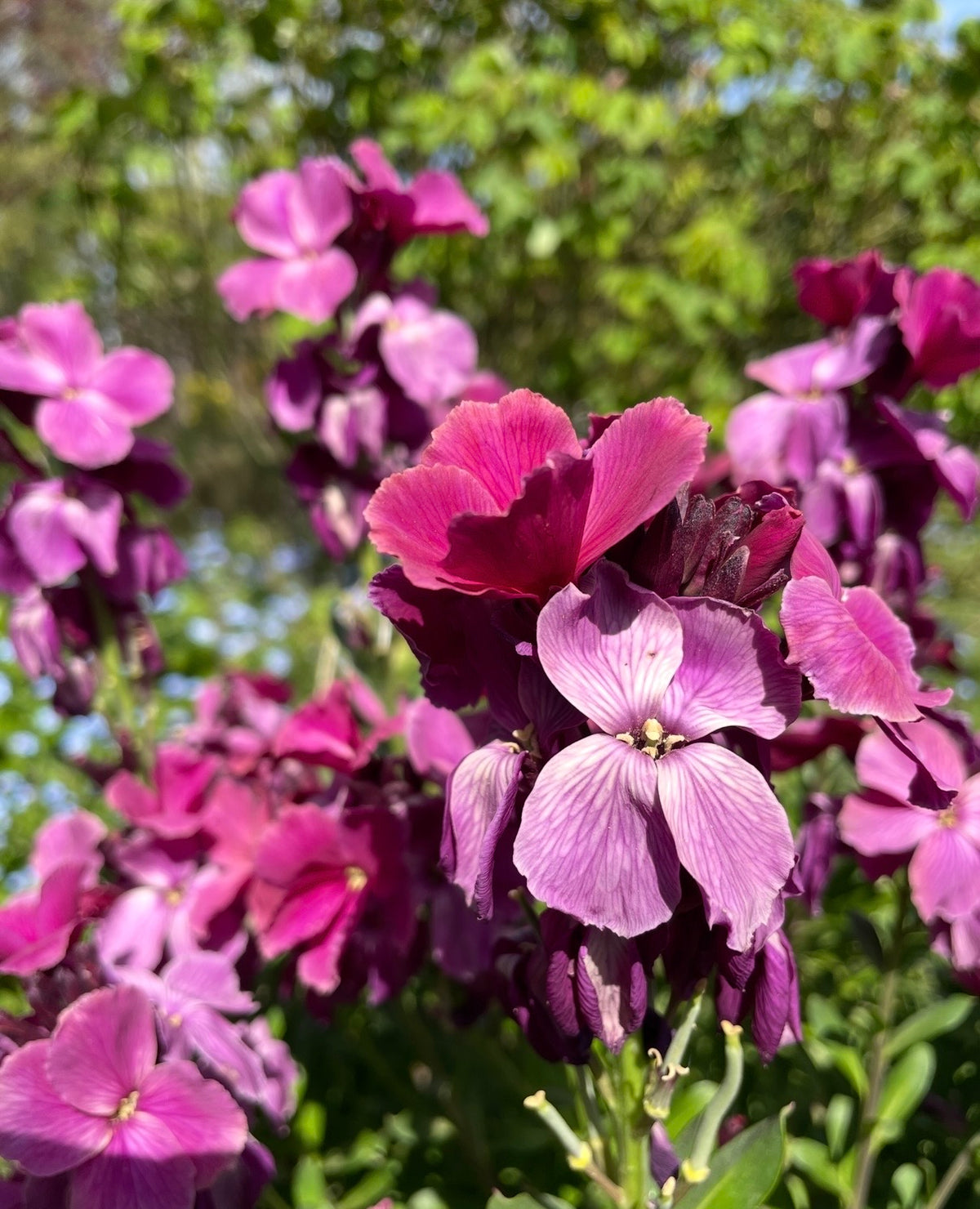 Close-up of vibrant purple and pink Wallflower Ruby Gem blooms by Bishy Barnabees Cottage Garden, with green leaves and blurred foliage in natural sunlight, exuding a subtle clove fragrance.